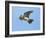 Male Skylark (Alauda Arvensis) in Flight, Singing, Denmark Farm, Lampeter, Ceredigion, Wales, UK-Richard Steel-Framed Photographic Print