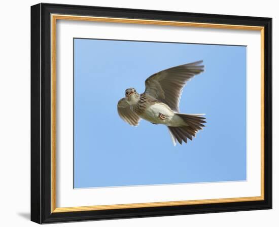 Male Skylark (Alauda Arvensis) in Flight, Singing, Denmark Farm, Lampeter, Ceredigion, Wales, UK-Richard Steel-Framed Photographic Print