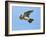 Male Skylark (Alauda Arvensis) in Flight, Singing, Denmark Farm, Lampeter, Ceredigion, Wales, UK-Richard Steel-Framed Photographic Print