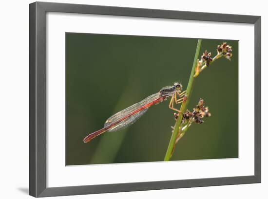 Male Small Red Damselfly (Ceriagrion Tenellum) Infested with Mites Perched on a Sedge Stem-Nick Upton-Framed Photographic Print