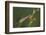 Male Small Red Damselfly (Ceriagrion Tenellum) Infested with Mites Perched on a Sedge Stem-Nick Upton-Framed Photographic Print