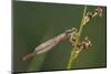 Male Small Red Damselfly (Ceriagrion Tenellum) Infested with Mites Perched on a Sedge Stem-Nick Upton-Mounted Photographic Print