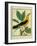 Male South American Yellow Oriole-Georges-Louis Buffon-Framed Giclee Print