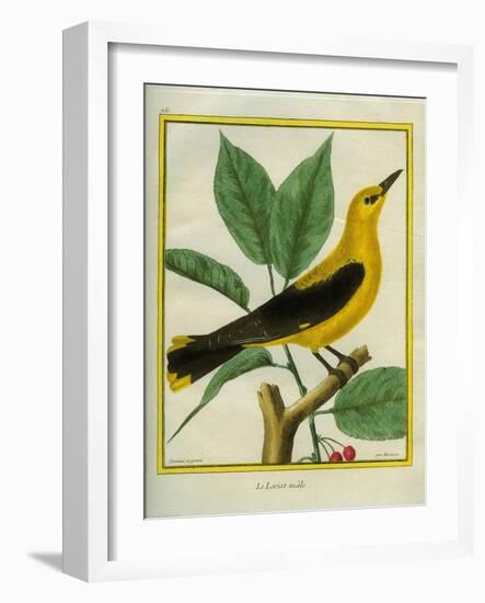 Male South American Yellow Oriole-Georges-Louis Buffon-Framed Giclee Print