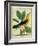 Male South American Yellow Oriole-Georges-Louis Buffon-Framed Giclee Print