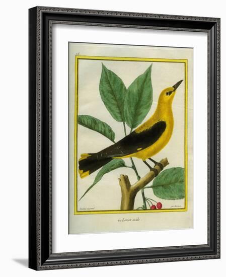 Male South American Yellow Oriole-Georges-Louis Buffon-Framed Giclee Print