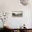 Male Southern elephant seal after breeding period on the Falkland Islands.-Martin Zwick-Framed Premier Image Canvas displayed on a wall