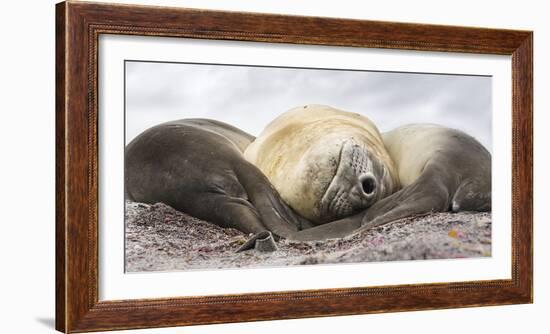 Male Southern elephant seal after breeding period on the Falkland Islands.-Martin Zwick-Framed Photographic Print