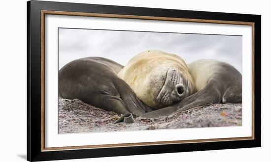 Male Southern elephant seal after breeding period on the Falkland Islands.-Martin Zwick-Framed Photographic Print