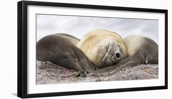 Male Southern elephant seal after breeding period on the Falkland Islands.-Martin Zwick-Framed Photographic Print