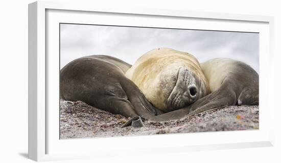 Male Southern elephant seal after breeding period on the Falkland Islands.-Martin Zwick-Framed Photographic Print