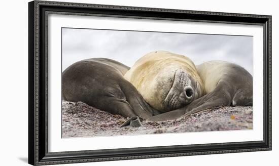 Male Southern elephant seal after breeding period on the Falkland Islands.-Martin Zwick-Framed Photographic Print