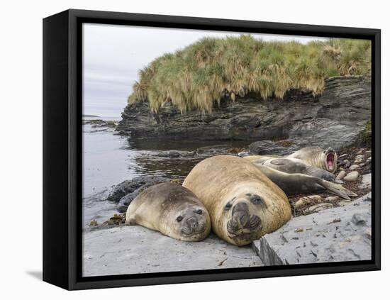 Male Southern elephant seal after breeding period on the Falkland Islands.-Martin Zwick-Framed Premier Image Canvas