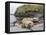 Male Southern elephant seal after breeding period on the Falkland Islands.-Martin Zwick-Framed Premier Image Canvas