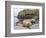 Male Southern elephant seal after breeding period on the Falkland Islands.-Martin Zwick-Framed Photographic Print