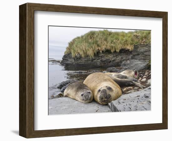 Male Southern elephant seal after breeding period on the Falkland Islands.-Martin Zwick-Framed Photographic Print