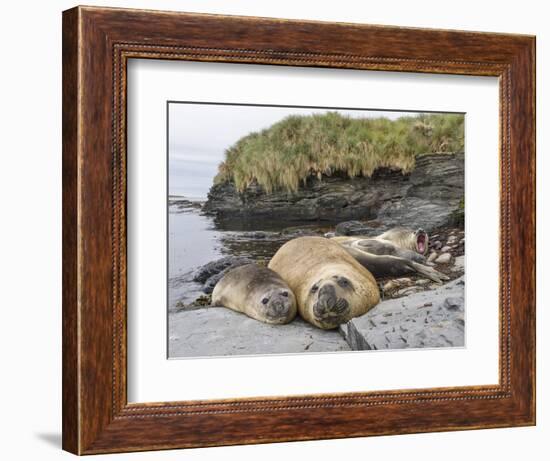 Male Southern elephant seal after breeding period on the Falkland Islands.-Martin Zwick-Framed Photographic Print