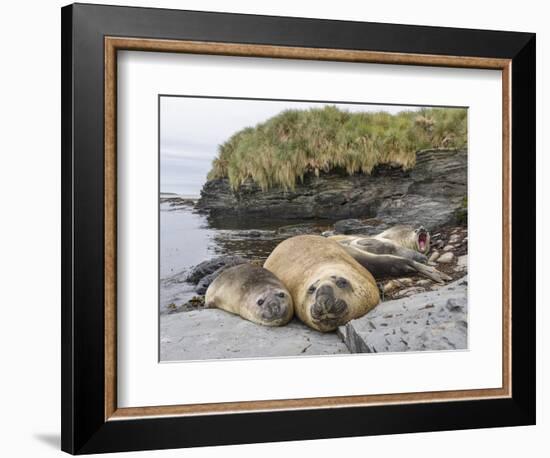 Male Southern elephant seal after breeding period on the Falkland Islands.-Martin Zwick-Framed Photographic Print