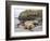 Male Southern elephant seal after breeding period on the Falkland Islands.-Martin Zwick-Framed Photographic Print