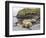 Male Southern elephant seal after breeding period on the Falkland Islands.-Martin Zwick-Framed Photographic Print