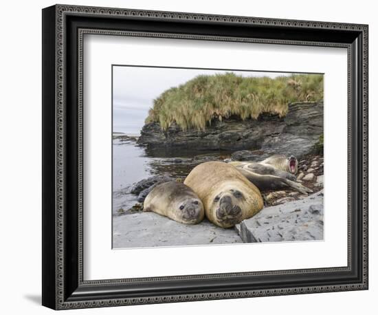 Male Southern elephant seal after breeding period on the Falkland Islands.-Martin Zwick-Framed Photographic Print