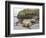 Male Southern elephant seal after breeding period on the Falkland Islands.-Martin Zwick-Framed Photographic Print