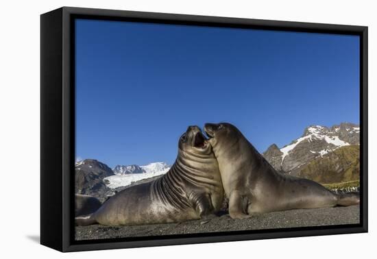 Male Southern Elephant Seal Pups (Mirounga Leonina) Mock-Fighting, Gold Harbor, South Georgia-Michael Nolan-Framed Premier Image Canvas