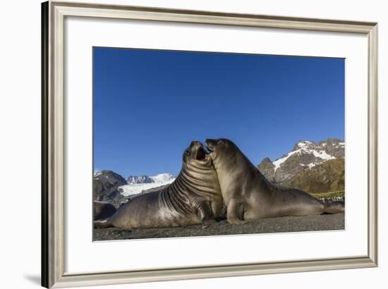 Male Southern Elephant Seal Pups (Mirounga Leonina) Mock-Fighting, Gold Harbor, South Georgia-Michael Nolan-Framed Photographic Print