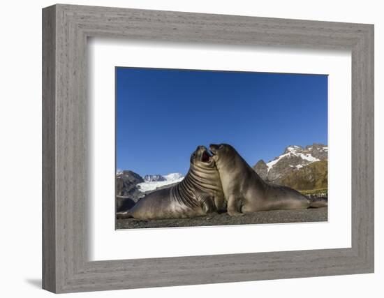 Male Southern Elephant Seal Pups (Mirounga Leonina) Mock-Fighting, Gold Harbor, South Georgia-Michael Nolan-Framed Photographic Print