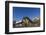 Male Southern Elephant Seal Pups (Mirounga Leonina) Mock-Fighting, Gold Harbor, South Georgia-Michael Nolan-Framed Photographic Print