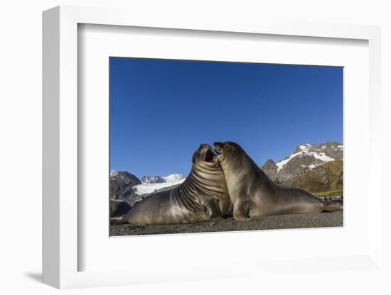 Male Southern Elephant Seal Pups (Mirounga Leonina) Mock-Fighting, Gold Harbor, South Georgia-Michael Nolan-Framed Photographic Print