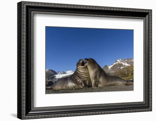 Male Southern Elephant Seal Pups (Mirounga Leonina) Mock-Fighting, Gold Harbor, South Georgia-Michael Nolan-Framed Photographic Print