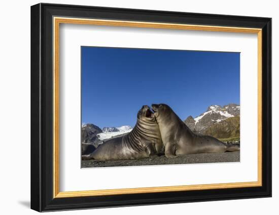 Male Southern Elephant Seal Pups (Mirounga Leonina) Mock-Fighting, Gold Harbor, South Georgia-Michael Nolan-Framed Photographic Print