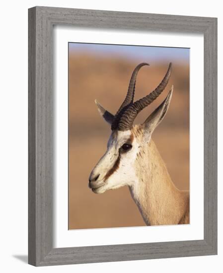 Male Springbok (Antidorcas Marsupialis), Kalahari Gemsbok National Park, South Africa, Africa-Steve & Ann Toon-Framed Photographic Print