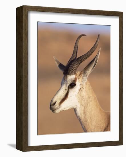 Male Springbok (Antidorcas Marsupialis), Kalahari Gemsbok National Park, South Africa, Africa-Steve & Ann Toon-Framed Photographic Print