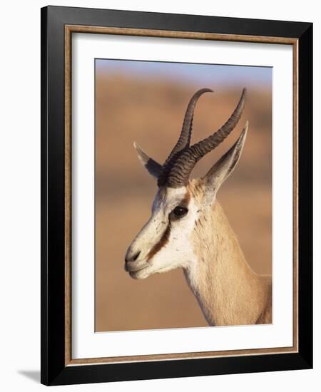 Male Springbok (Antidorcas Marsupialis), Kalahari Gemsbok National Park, South Africa, Africa-Steve & Ann Toon-Framed Photographic Print