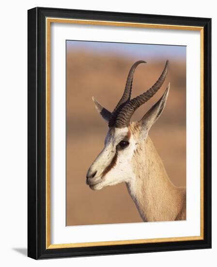 Male Springbok (Antidorcas Marsupialis), Kalahari Gemsbok National Park, South Africa, Africa-Steve & Ann Toon-Framed Photographic Print