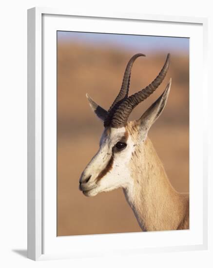 Male Springbok (Antidorcas Marsupialis), Kalahari Gemsbok National Park, South Africa, Africa-Steve & Ann Toon-Framed Photographic Print