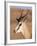 Male Springbok (Antidorcas Marsupialis), Kalahari Gemsbok National Park, South Africa, Africa-Steve & Ann Toon-Framed Photographic Print