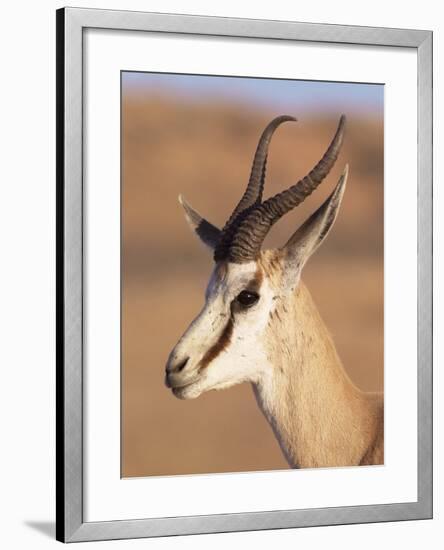 Male Springbok (Antidorcas Marsupialis), Kalahari Gemsbok National Park, South Africa, Africa-Steve & Ann Toon-Framed Photographic Print