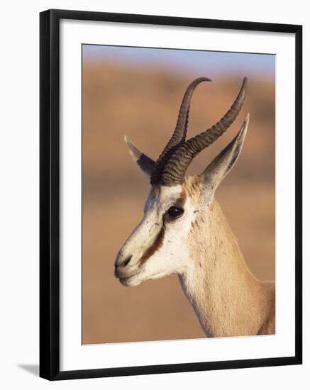 Male Springbok (Antidorcas Marsupialis), Kalahari Gemsbok National Park, South Africa, Africa-Steve & Ann Toon-Framed Photographic Print