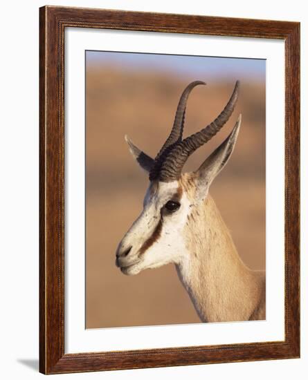 Male Springbok (Antidorcas Marsupialis), Kalahari Gemsbok National Park, South Africa, Africa-Steve & Ann Toon-Framed Photographic Print