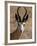 Male Springbok (Antidorcas Marsupialis), Kgalagadi Transfrontier Park, South Africa-James Hager-Framed Photographic Print