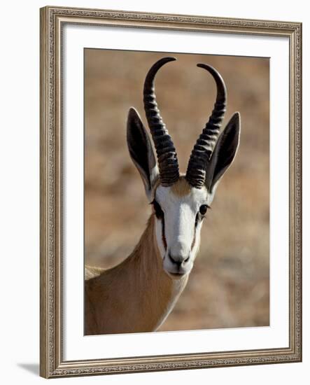 Male Springbok (Antidorcas Marsupialis), Kgalagadi Transfrontier Park, South Africa-James Hager-Framed Photographic Print