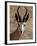 Male Springbok (Antidorcas Marsupialis), Kgalagadi Transfrontier Park, South Africa-James Hager-Framed Photographic Print
