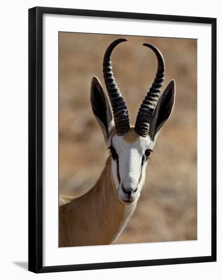 Male Springbok (Antidorcas Marsupialis), Kgalagadi Transfrontier Park, South Africa-James Hager-Framed Photographic Print