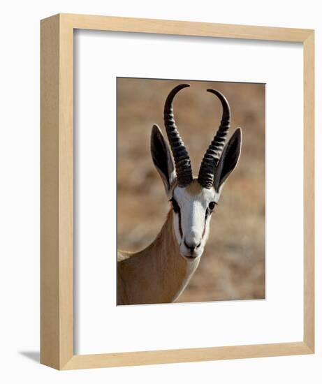 Male Springbok (Antidorcas Marsupialis), Kgalagadi Transfrontier Park, South Africa-James Hager-Framed Photographic Print