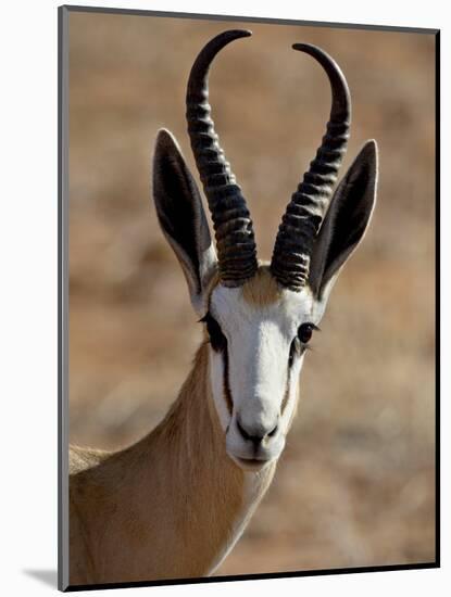 Male Springbok (Antidorcas Marsupialis), Kgalagadi Transfrontier Park, South Africa-James Hager-Mounted Photographic Print