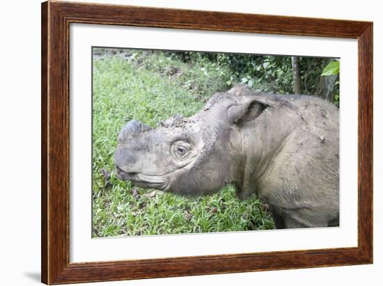 Male Sumatran Rhino (Borneo Rhino) (Dicerorhinus Sumatrensis) in Wallow-Louise Murray-Framed Photographic Print