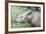 Male Sumatran Rhino (Borneo Rhino) (Dicerorhinus Sumatrensis) in Wallow-Louise Murray-Framed Photographic Print